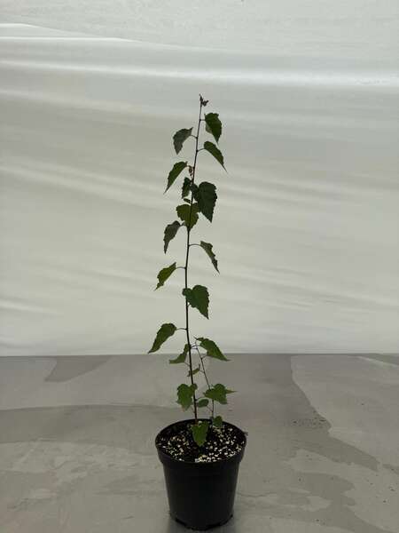 Betula
